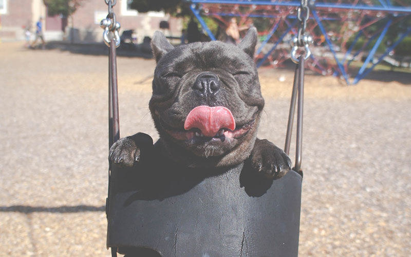 Happy dog with tongue sticking out in swing